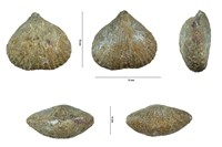 Rhynchonella sulcatus var